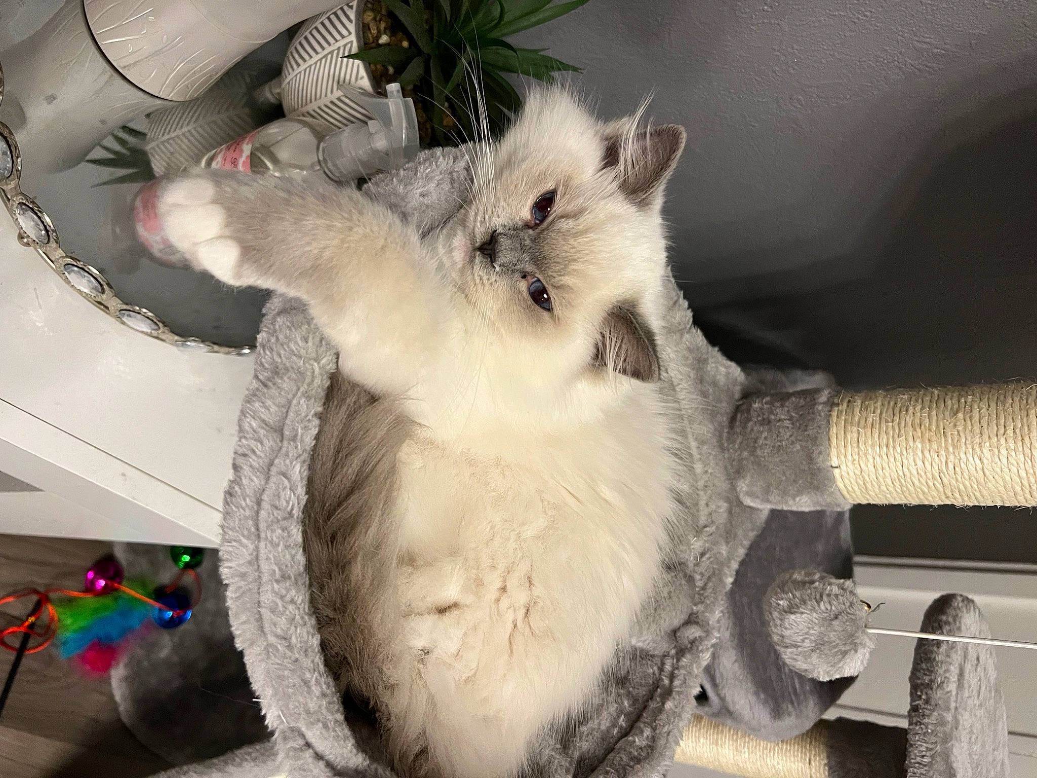 Coton a rejoint le concours — aidez-le/la à gagner de superbes lots ! canidae, carnivore, cat, claw, companion_dog, dog_breed, domestic_short_haired_cat, fawn, felidae, fur, nap, paw, plant, small_to_medium_sized_cats, tail, whiskers