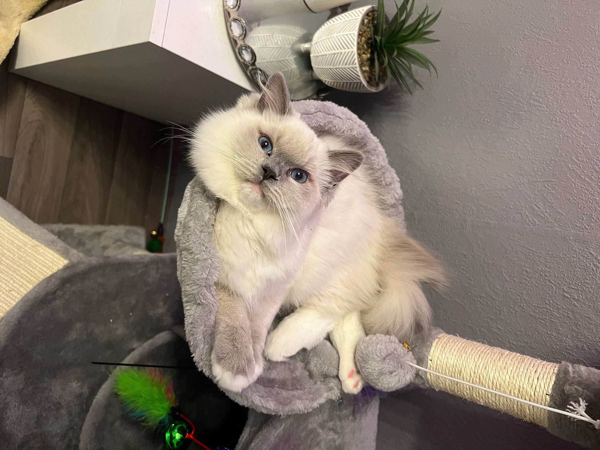 Coton a rejoint le concours — aidez-le/la à gagner de superbes lots ! canidae, cat, claw, comfort, companion_dog, domestic_short_haired_cat, felidae, fur, houseplant, paw, plant, small_to_medium_sized_cats, tail, whiskers, wood