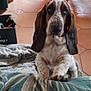 Ariette a rejoint le concours — aidez-le/la à gagner de superbes lots ! dog, basset_hound, puppy, long_ears, droopy_eyes, front_paws, blanket, tile_floor, dining_chair, chair_legs, basket, cables, indoor, home, brown_coat, white_spots, looking_up, pet_bed, fabric, cute