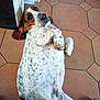 Ariette a rejoint le concours — aidez-le/la à gagner de superbes lots ! dog, basset_hound, tile_floor, indoor, lying_on_back, belly_up, spots, long_ears, paw, snout, looking_up, brown_and_white, cabinet, kitchen, relaxed, pet, domestic_animal, cute, expression, floor_tiles