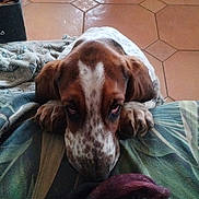 Ariette participe au concours pour gagner de l'argent avec cette photo : dog, puppy, basset_hound, brown_and_white, speckled_muzzle, droopy_ears, paws, tile_floor, blanket, indoors, floor_tiles, table_legs, close_up, resting, sad_eyes, bed_cover, texture, portrait, pet, snout
