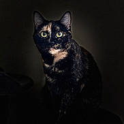 Ezerah Lee is registered to the contest to win money with this photo: alert, animal, cat, closeup, cute, dark_background, domestic_cat, eyes, feline, fur, indoor, looking, mammal, pet, portrait, quiet, sitting, still, tortoiseshell_cat, whiskers
