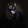alert, animal, cat, closeup, cute, dark_background, domestic_cat, eyes, feline, fur, indoor, looking, mammal, pet, portrait, quiet, sitting, still, tortoiseshell_cat, whiskers