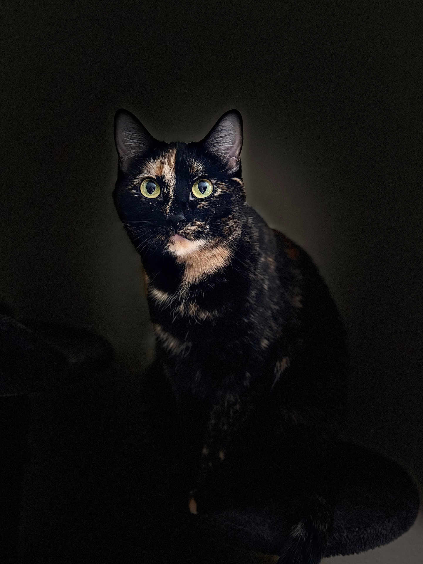 Ezerah Lee is registered to the contest to win money with this photo: alert, animal, cat, closeup, cute, dark_background, domestic_cat, eyes, feline, fur, indoor, looking, mammal, pet, portrait, quiet, sitting, still, tortoiseshell_cat, whiskers