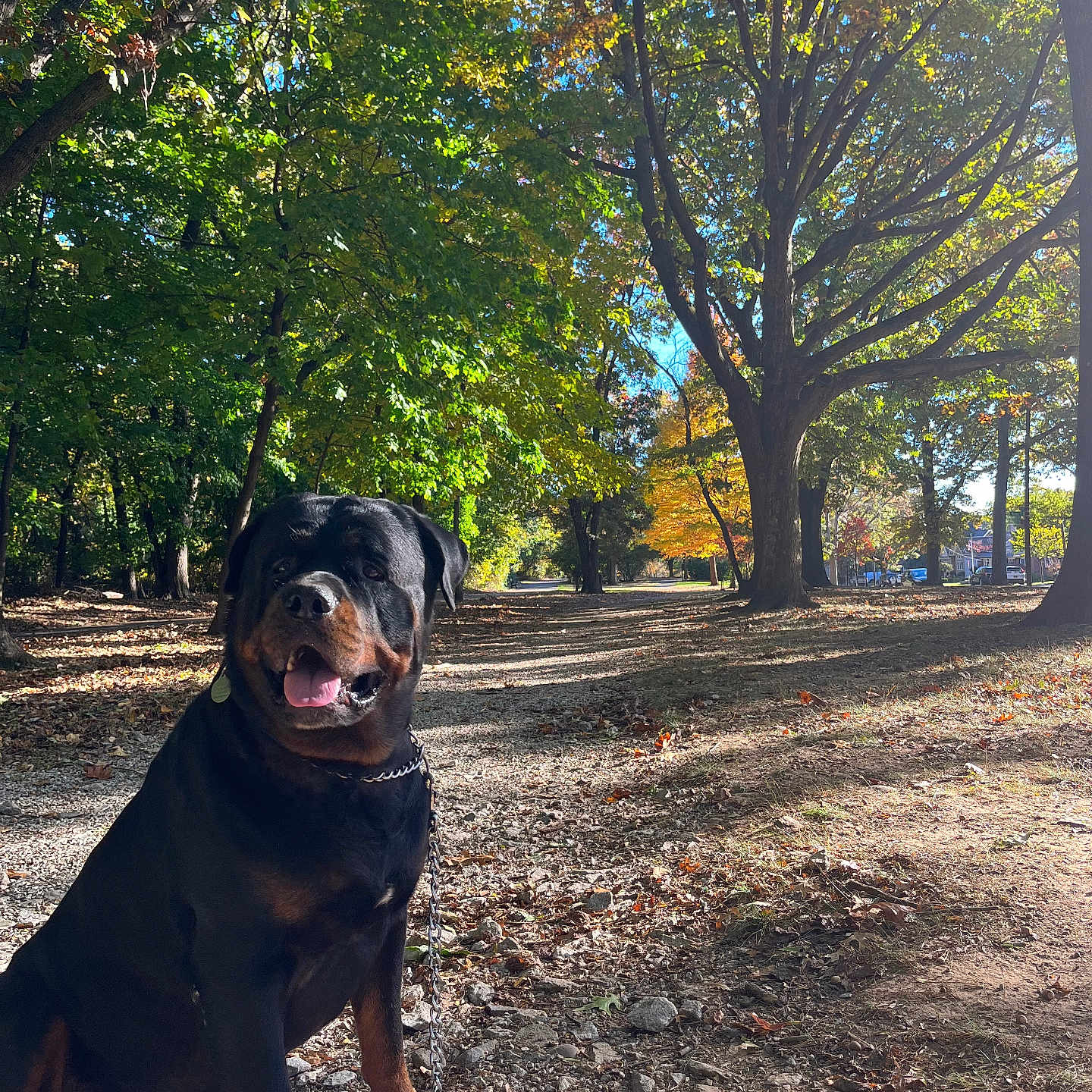 Chuko joined the competition — help win amazing prizes! face, grass, grove, head, jungle, land, landscape, nature, outdoors, park, person, photography, plant, portrait, rainforest, soil, tree, treetrunk, vegetation, woodland
