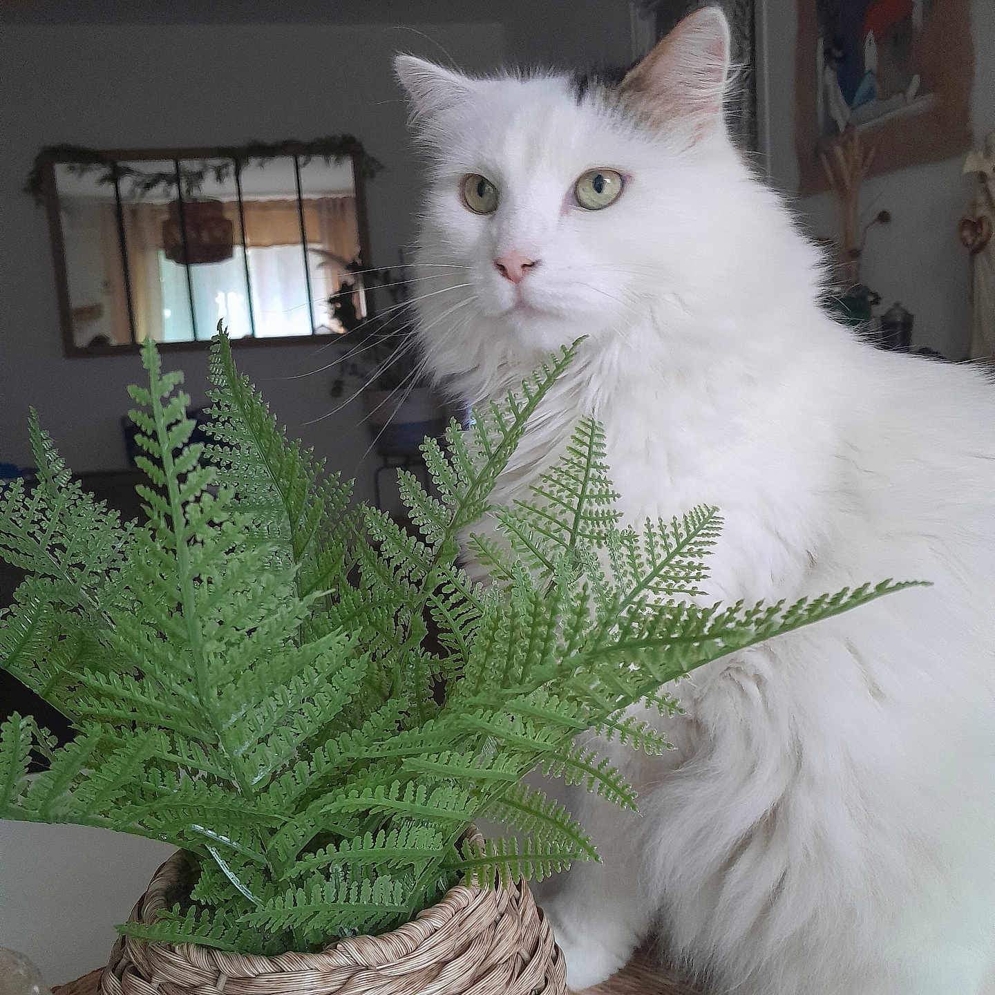 Prince participe au concours pour gagner de l'argent avec cette photo : abyssinian, angora, animal, architecture, basket, cat, fern, flower, flowerarrangement, hardwood, homedecor, kitten, leaf, linen, manx, pet, plant, pottedplant, siamese, wood