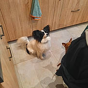 Olympe a rejoint le concours — aidez-le/la à gagner de superbes lots ! animal, black_and_white_dog, brown_dog, cabinet_handle, curious, dog, dogs, floor, fluffy, household, indoor, kitchen, pet, shadow, sitting, small_dog, tile, tile_floor, towel, wooden_cabinet