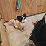 animal, black_and_white_dog, brown_dog, cabinet_handle, curious, dog, dogs, floor, fluffy, household, indoor, kitchen, pet, shadow, sitting, small_dog, tile, tile_floor, towel, wooden_cabinet