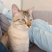 Aslan a rejoint le concours — aidez-le/la à gagner de superbes lots ! cat, feline, pet, animal, portrait, sitting, indoors, couch, sofa, person, legs, denim, clothing, blue_eyes, ears, whiskers, fur, tabby, home, photography