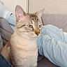 cat, feline, pet, animal, portrait, sitting, indoors, couch, sofa, person, legs, denim, clothing, blue_eyes, ears, whiskers, fur, tabby, home, photography