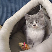 Amande a rejoint le concours — aidez-le/la à gagner de superbes lots ! animal, cat, close_up, cozy, curious, cute, domestic_cat, feline, fur, gray_cat, indoor, kitten, pet_cave, resting, small_toy, soft_bed, toy_mouse, whiskers, white_cat, young_cat