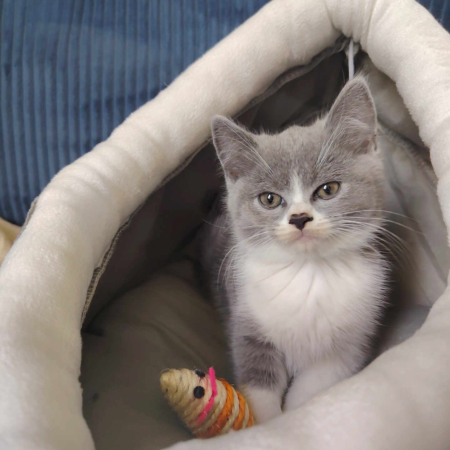 Amande a rejoint le concours — aidez-le/la à gagner de superbes lots ! animal, cat, close_up, cozy, curious, cute, domestic_cat, feline, fur, gray_cat, indoor, kitten, pet_cave, resting, small_toy, soft_bed, toy_mouse, whiskers, white_cat, young_cat