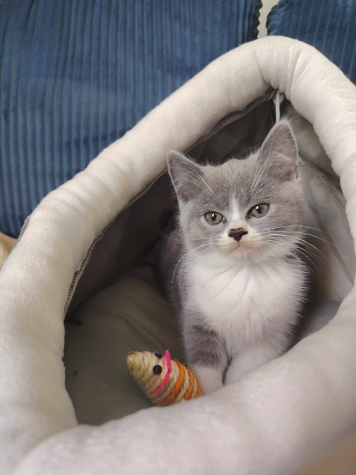 Amande a rejoint le concours — aidez-le/la à gagner de superbes lots ! animal, cat, close_up, cozy, curious, cute, domestic_cat, feline, fur, gray_cat, indoor, kitten, pet_cave, resting, small_toy, soft_bed, toy_mouse, whiskers, white_cat, young_cat