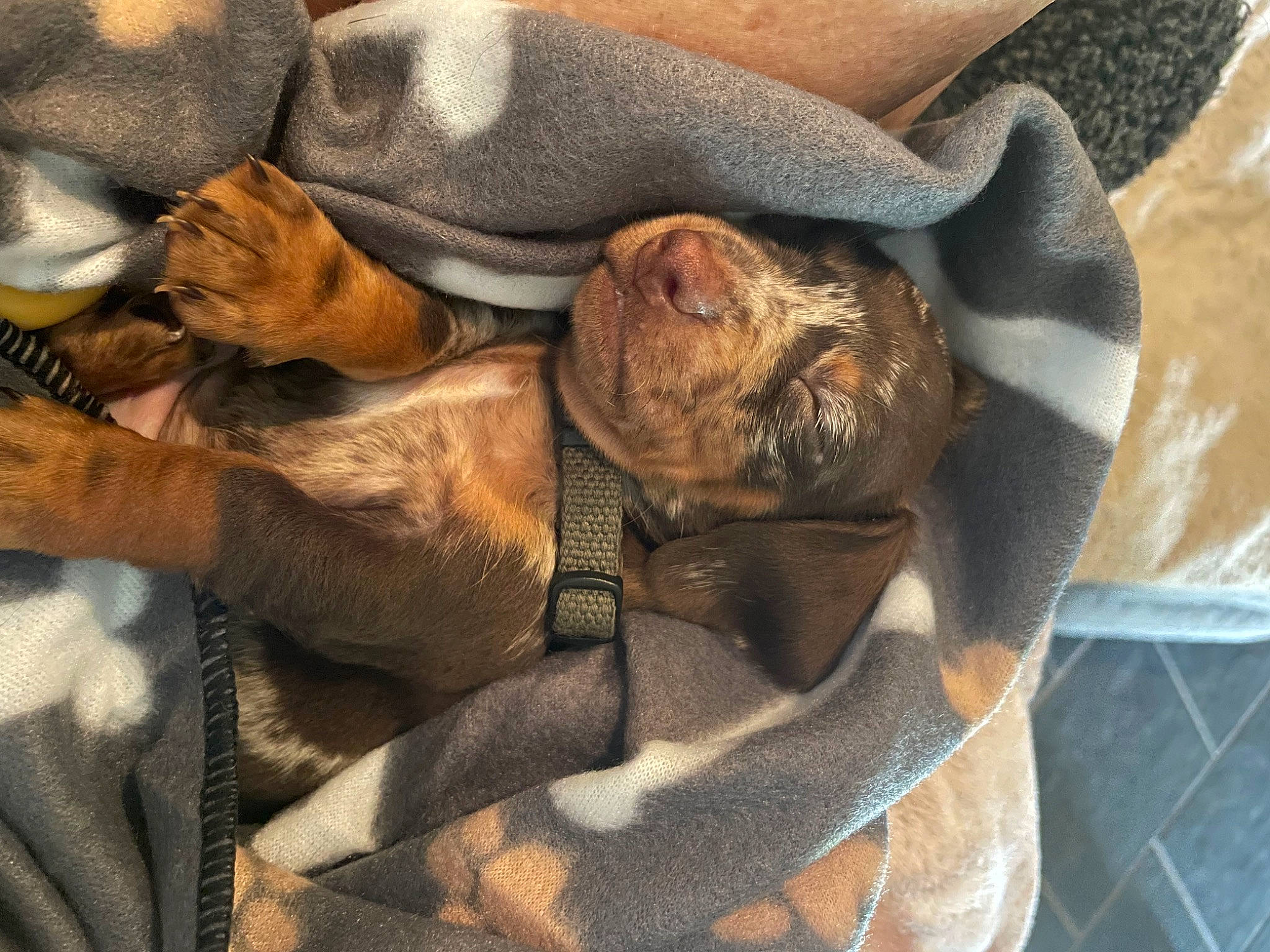 Hopper joined the competition — help win amazing prizes! canidae, carnivore, comfort, companion_dog, dog, dog_breed, fawn, felidae, fur, linens, liver, nap, pattern, small_to_medium_sized_cats, snout, sporting_group, terrestrial_animal, whiskers, wildlife, wood