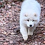 Yuki participe au concours pour gagner de l'argent avec cette photo : animal, canine, closeup, cute, dog, fluffy, forest, fur, leaves, mammal, nature, outdoor, path, pet, puppy, soft_light, walking, walking_towards_camera, white_fur, young