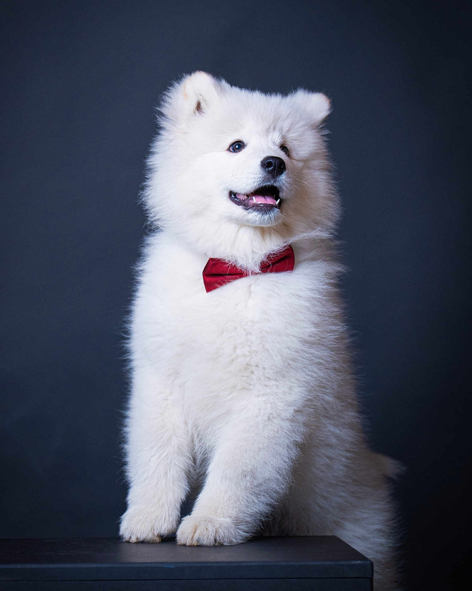 Yuki participe au concours pour gagner de l'argent avec cette photo : adorable, animal, bow_tie, companion, cute, dog, domestic, fluffy, formal, furry, happy, indoors, looking_away, mammal, pet, portrait, puppy, studio, table, white