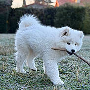 Yuki participe au concours pour gagner de l'argent avec cette photo : adorable, animal, backyard, canine, cold, cute, dog, frost, fur, grass, morning, nature, outdoor, pet, playful, puppy, stick, walking, white_fur, young_dog