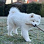 adorable, animal, backyard, canine, cold, cute, dog, frost, fur, grass, morning, nature, outdoor, pet, playful, puppy, stick, walking, white_fur, young_dog