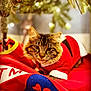 Shadow joined the competition — help win amazing prizes! cat, tabby, pet, animal, christmas_tree, holiday, red_clothing, santa_outfit, blanket, indoor, fur, whiskers, cute, festive, decorations, lights, cozy, relaxed, holiday_season, portrait