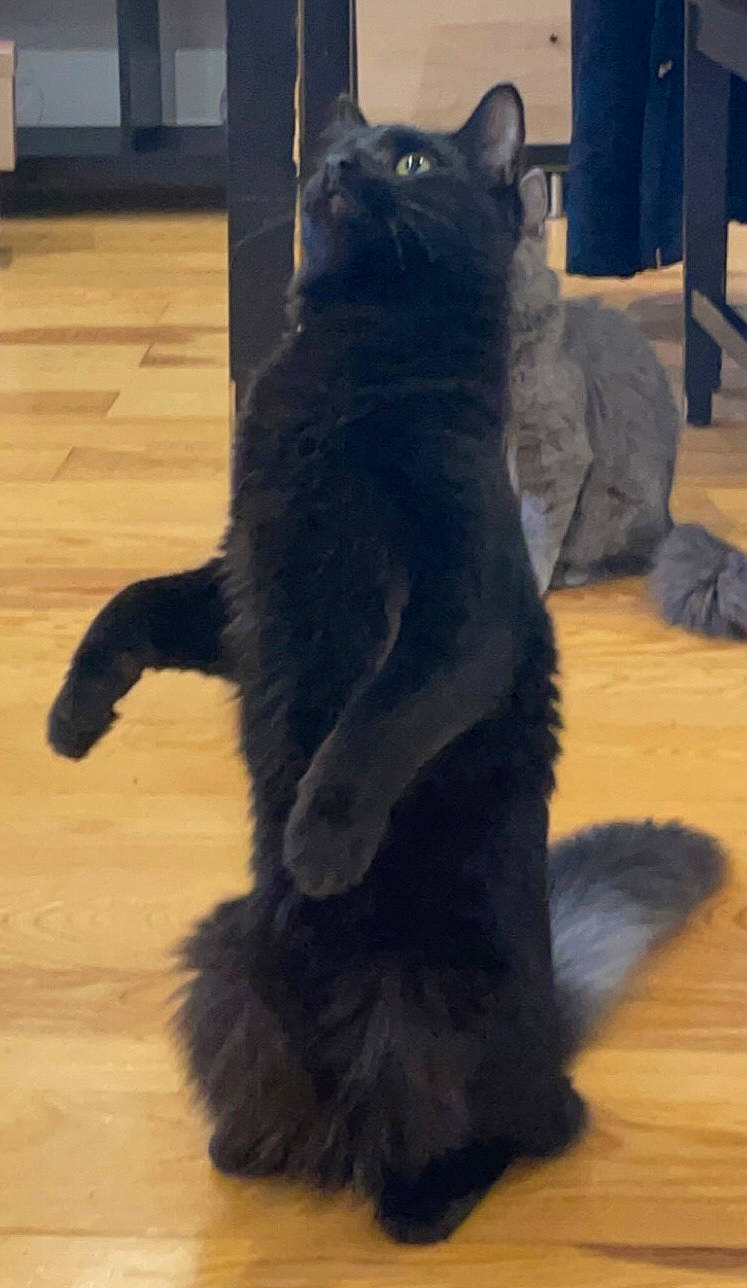 Figaro participe au concours pour gagner de l'argent avec cette photo : black_cat, carnivore, cat, claw, comfort, domestic_short_haired_cat, electric_blue, felidae, floor, flooring, fur, hardwood, small_to_medium_sized_cats, snout, tail, terrestrial_animal, whiskers, window, wood, wood_flooring