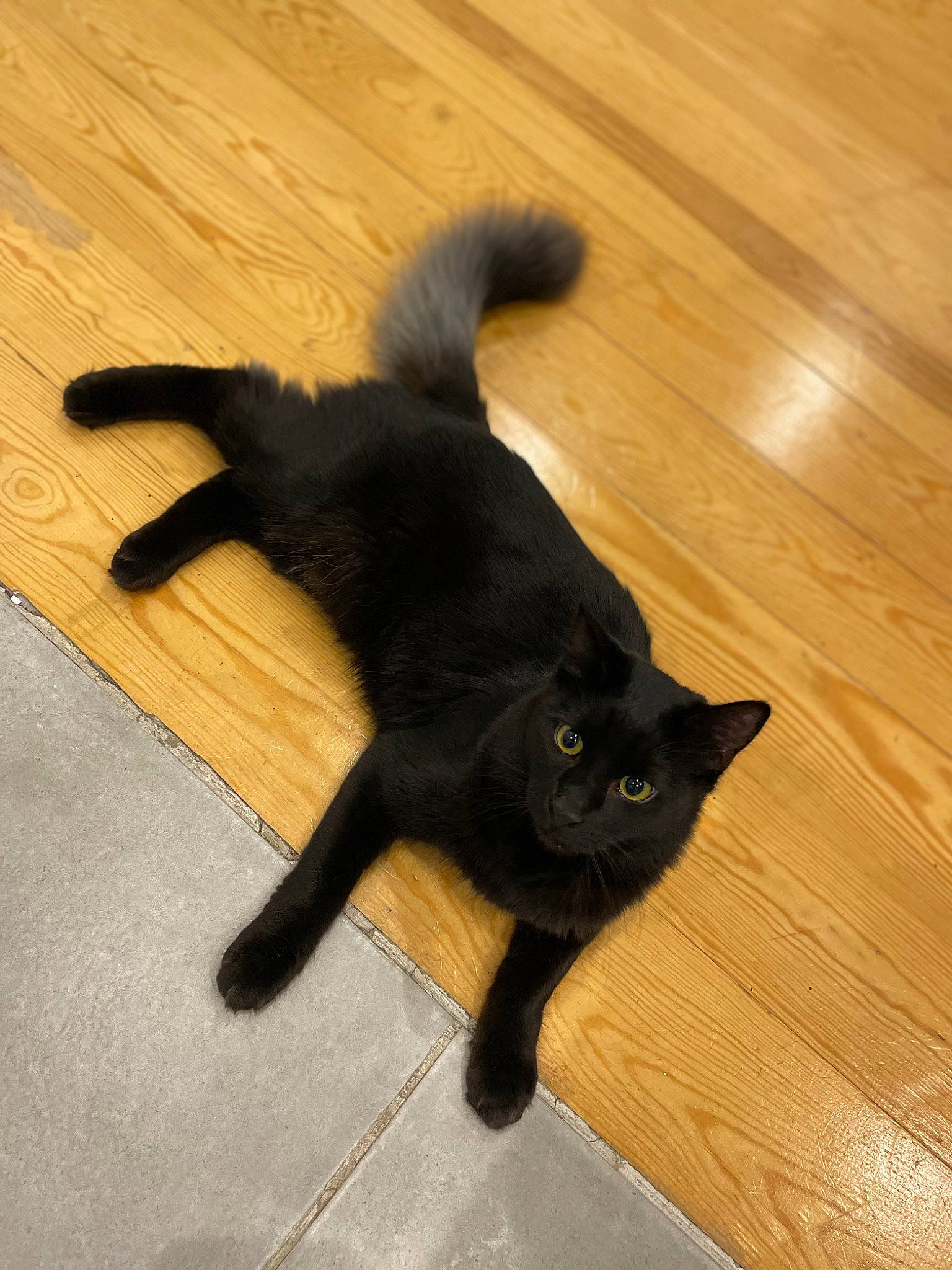 Figaro participe au concours pour gagner de l'argent avec cette photo : bombay, carnivore, cat, claw, domestic_short_haired_cat, felidae, floor, flooring, fur, hardwood, laminate_flooring, plank, plant, small_to_medium_sized_cats, tail, varnish, whiskers, wood, wood_flooring, wood_stain