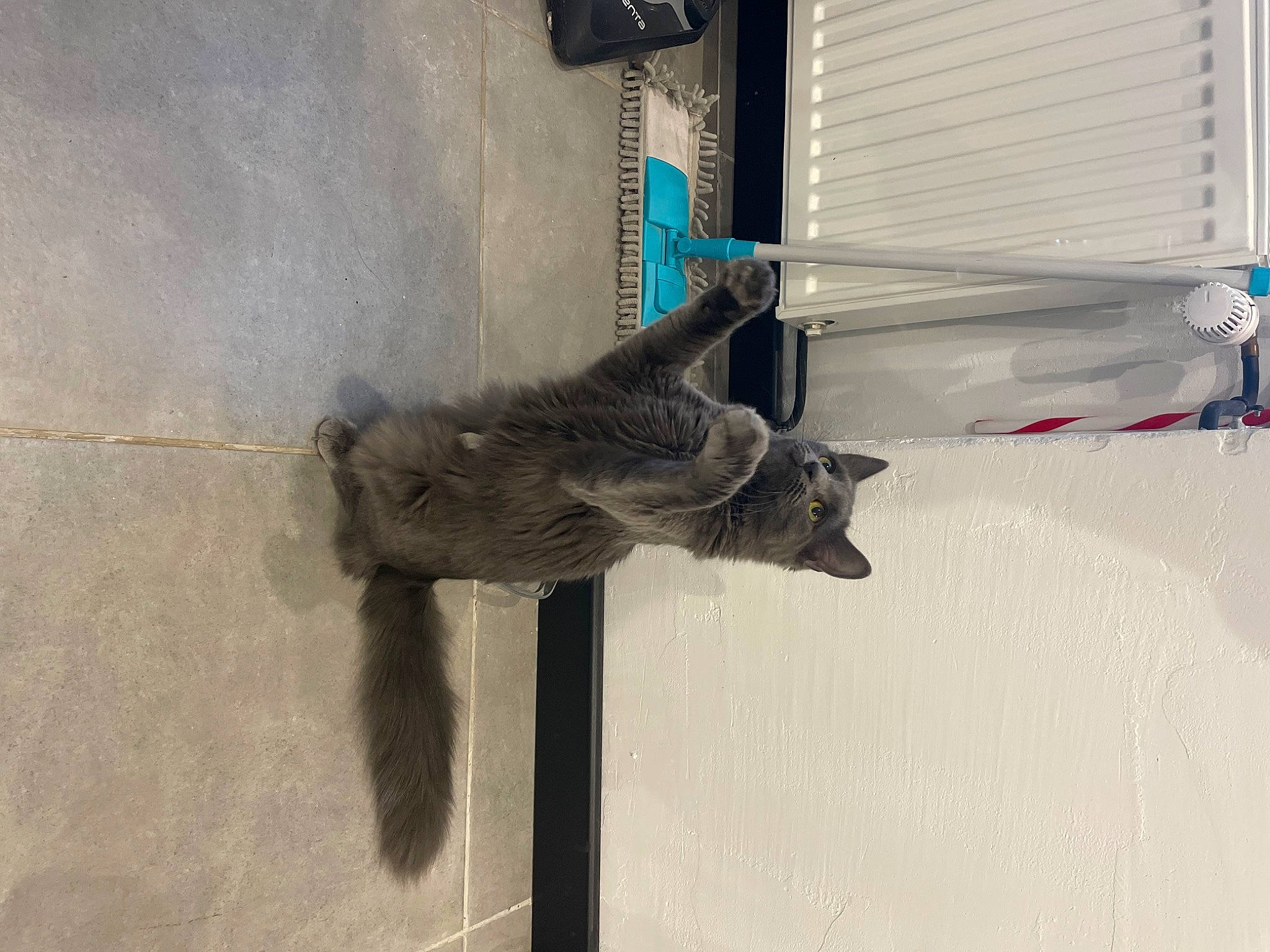 Kiara participe au concours pour gagner de l'argent avec cette photo : dog_breed, door, fur, grey, tail, terrestrial_animal, window