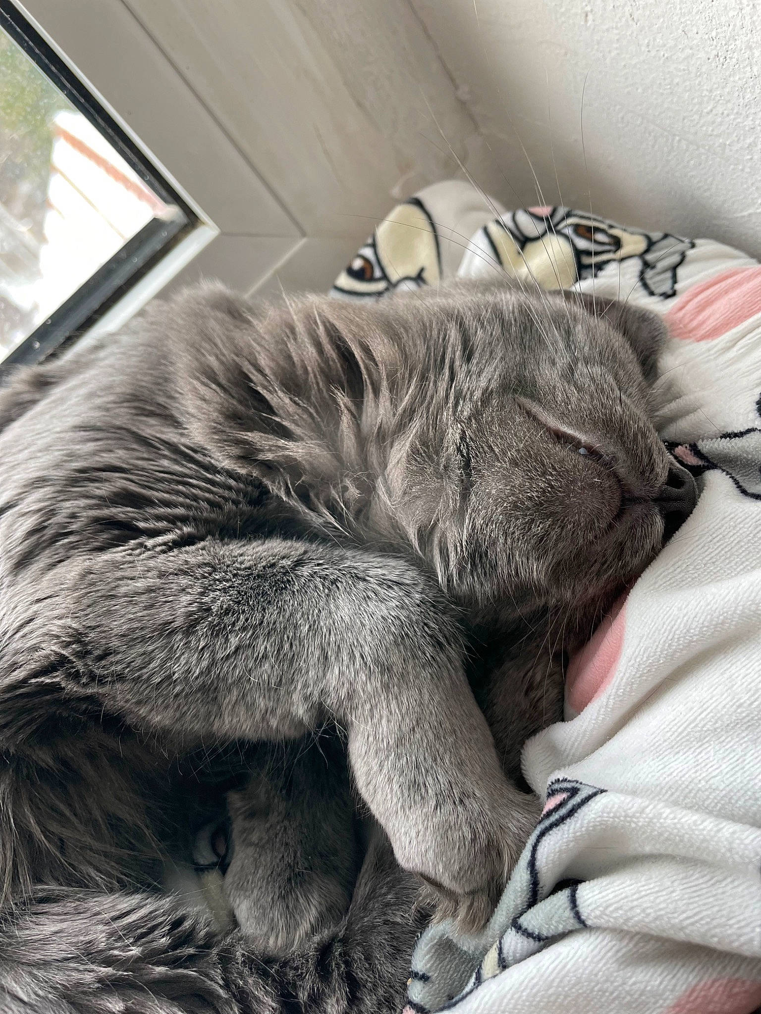 Kiara a rejoint le concours — aidez-le/la à gagner de superbes lots ! carnivore, cat, chartreux, claw, comfort, domestic_short_haired_cat, felidae, fur, grey, human_leg, linens, monochrome, nap, paw, sleep, small_to_medium_sized_cats, snout, sporting_group, tail, whiskers