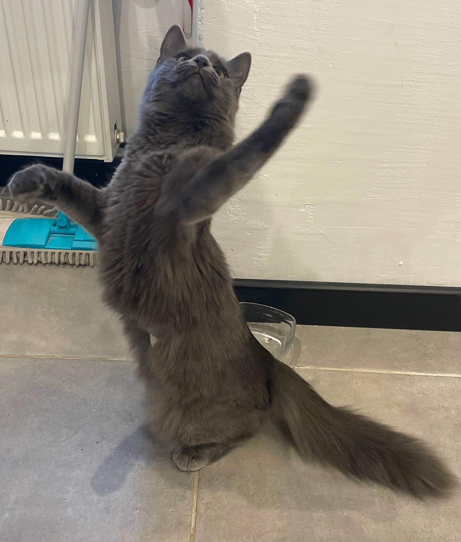 Kiara participe au concours pour gagner de l'argent avec cette photo : black_cat, carnivore, cat, chartreux, claw, comfort, domestic_short_haired_cat, felidae, flooring, foot, fur, gesture, grey, human_leg, paw, sitting, small_to_medium_sized_cats, tail, whiskers