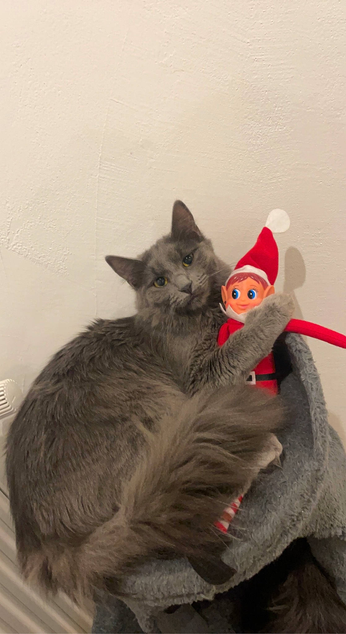 Kiara a rejoint le concours — aidez-le/la à gagner de superbes lots ! art, black_cat, carmine, carnivore, cat, cat_toy, claw, costume_hat, domestic_short_haired_cat, felidae, fictional_character, fur, grey, illustration, paw, small_to_medium_sized_cats, snout, tail, toy, whiskers