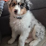 Blastz participe au concours pour gagner de l'argent avec cette photo : adorable, animal, black_spots, blanket, brown_spots, collar, companion, couch, cute, dog, domestic_animal, fluffy, fur, indoor, pet, puppy, sitting, tile_floor, white_fur, young_dog