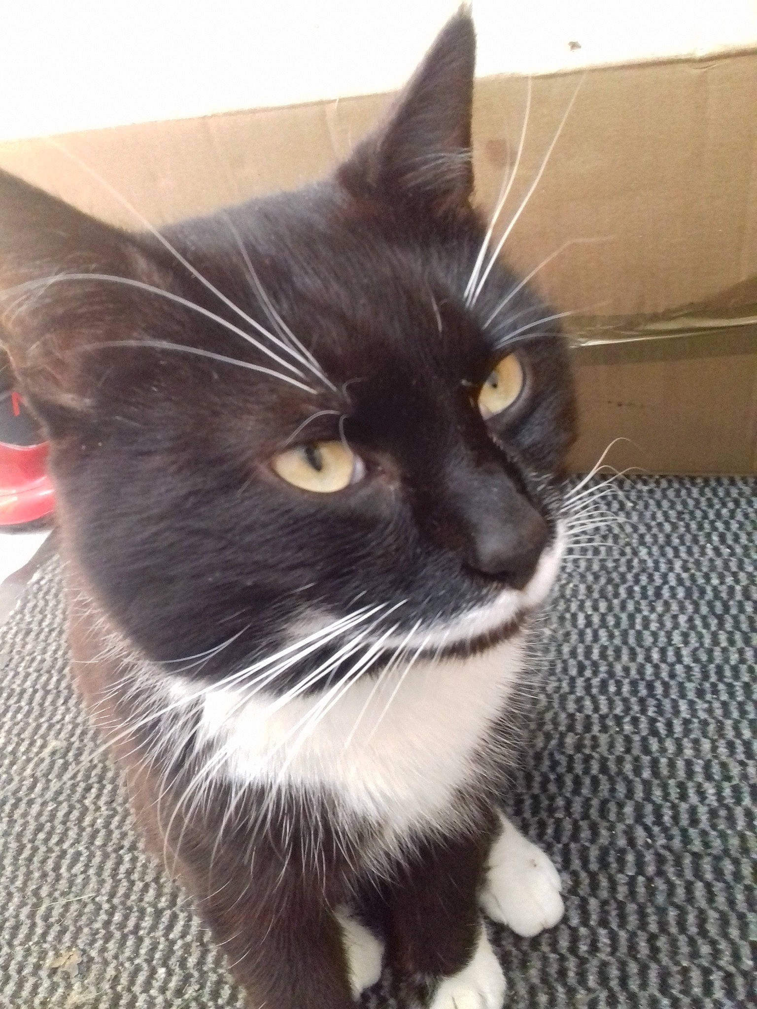 Moustache a rejoint le concours — aidez-le/la à gagner de superbes lots ! black_and_white, black_cat, carnivore, cat, domestic_short_haired_cat, european_shorthair, eye, felidae, fur, kitten, mammal, nose, polydactyl_cat, small_to_medium_sized_cats, snout, whiskers