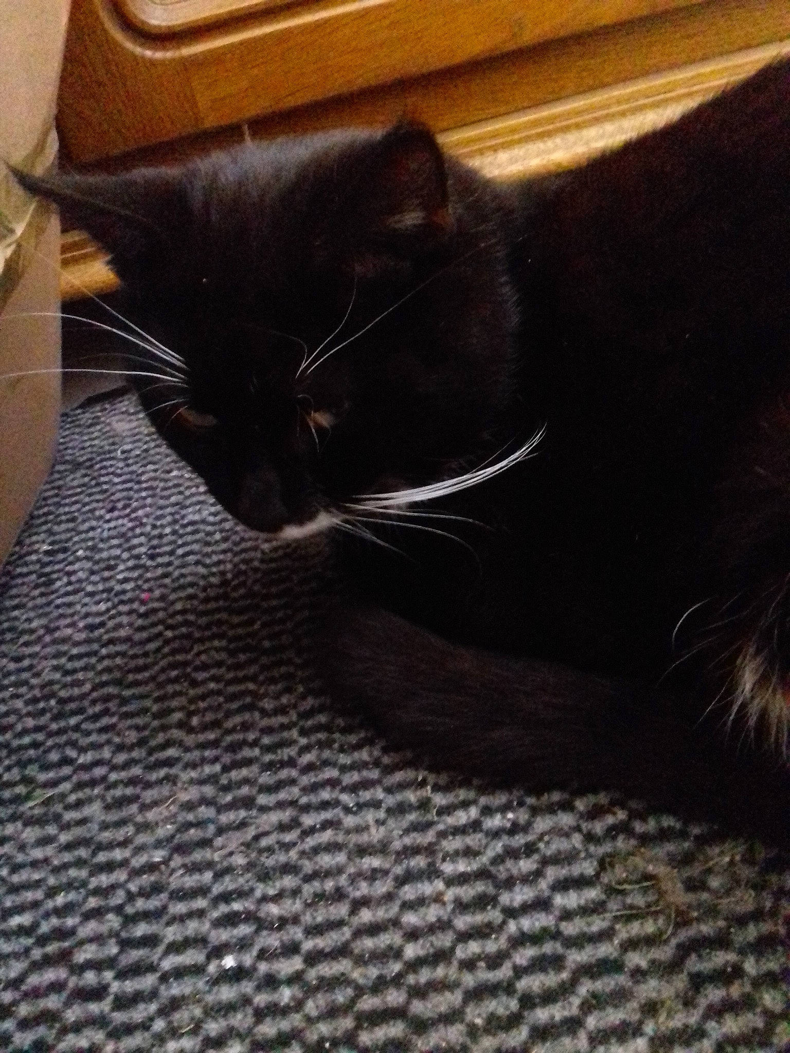 Moustache a rejoint le concours — aidez-le/la à gagner de superbes lots ! black_cat, carnivore, cat, ear, felidae, fur, kitten, sky, small_to_medium_sized_cats, tail, whiskers