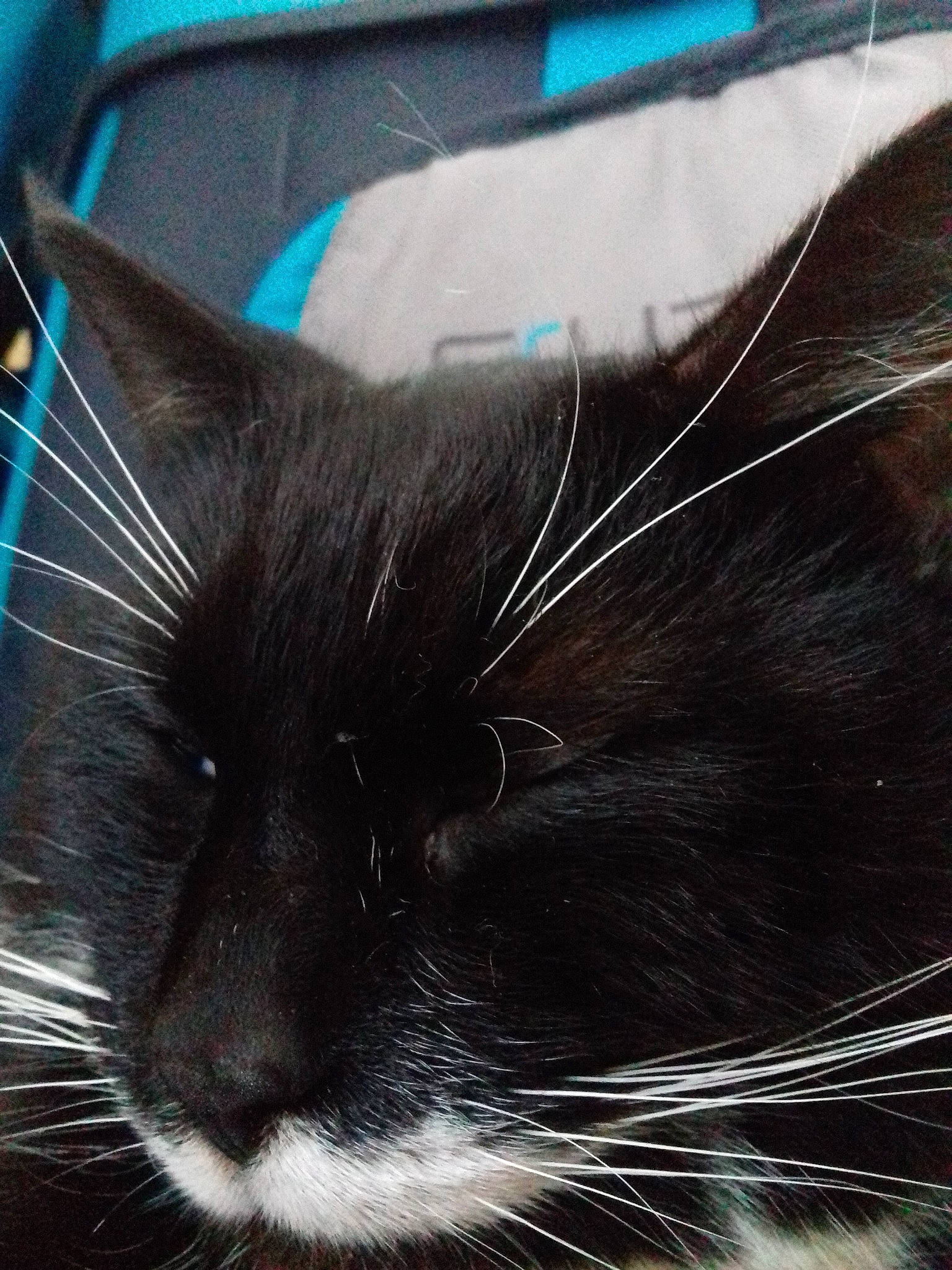 Moustache participe au concours pour gagner de l'argent avec cette photo : black_cat, black_hair, carnivore, cat, close_up, ear, eye, felidae, fur, hair, photography, small_to_medium_sized_cats, snout, tail, whiskers