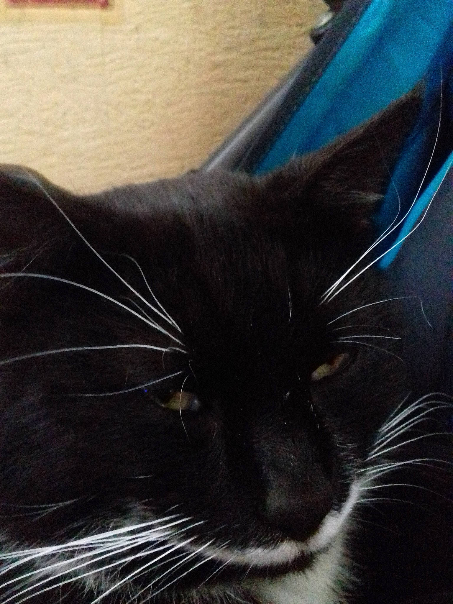 Moustache participe au concours pour gagner de l'argent avec cette photo : black, black_cat, black_hair, carnivore, cat, close_up, ear, eye, felidae, fur, hair, nose, photography, sky, small_to_medium_sized_cats, snapshot, snout, tail, whiskers