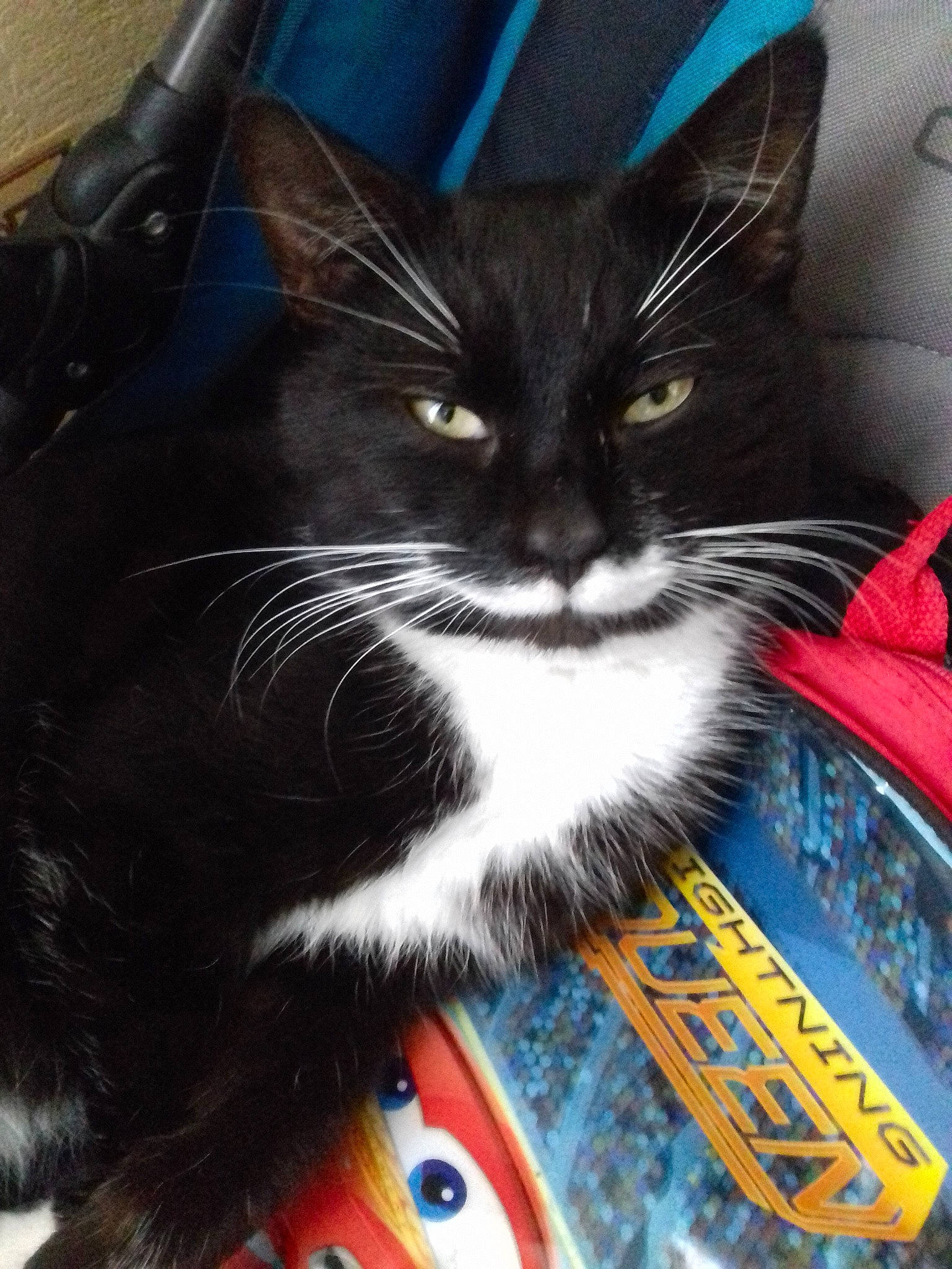 Moustache a rejoint le concours — aidez-le/la à gagner de superbes lots ! black_cat, carnivore, cat, claw, domestic_short_haired_cat, ear, felidae, fur, kitten, norwegian_forest_cat, small_to_medium_sized_cats, tail, whiskers