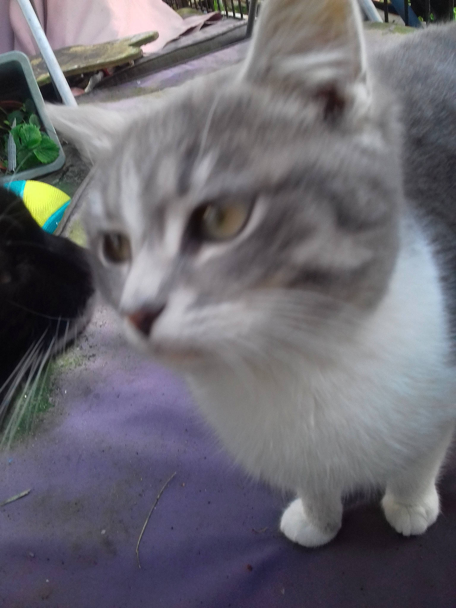 Latias a rejoint le concours — aidez-le/la à gagner de superbes lots ! aegean_cat, american_wirehair, asian, asian_semi_longhair, british_semi_longhair, burmilla, carnivore, cat, domestic_long_haired_cat, domestic_short_haired_cat, eye, felidae, kitten, mammal, munchkin, norwegian_forest_cat, small_to_medium_sized_cats, tabby_cat, vertebrate, whiskers