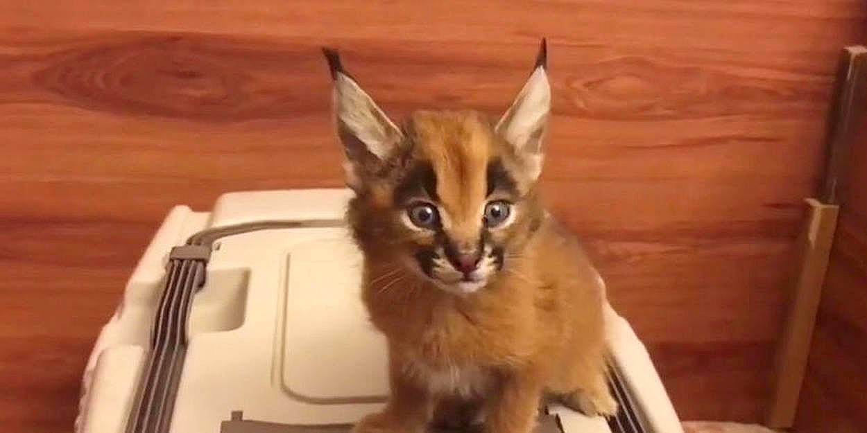 Sarquaza participe au concours pour gagner de l'argent avec cette photo : abyssinian, asian, carnivore, cat, fawn, felidae, kitten, mammal, oriental_longhair, singapura, small_to_medium_sized_cats, snout, somali, tonkinese, vertebrate, whiskers, wildlife