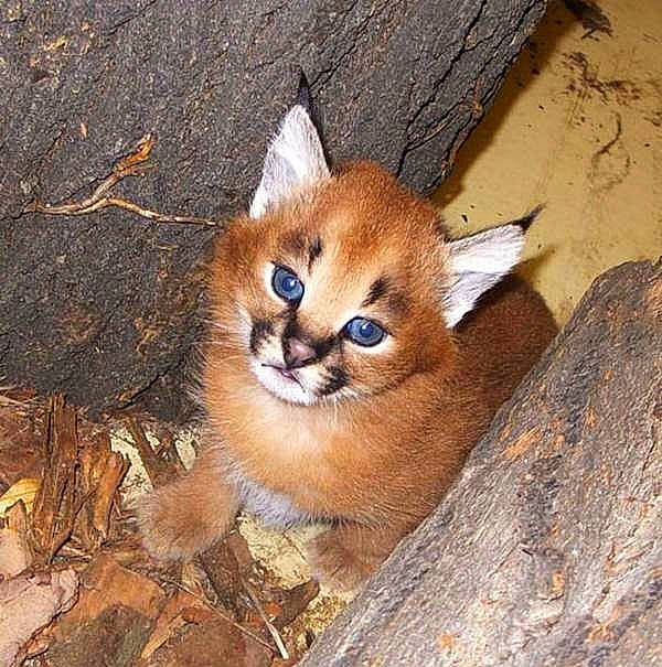 Sarquaza participe au concours pour gagner de l'argent avec cette photo : carnivore, cat, cougar, fawn, felidae, kitten, organism, small_to_medium_sized_cats, terrestrial_animal, vertebrate, whiskers, wild_cat, wildlife