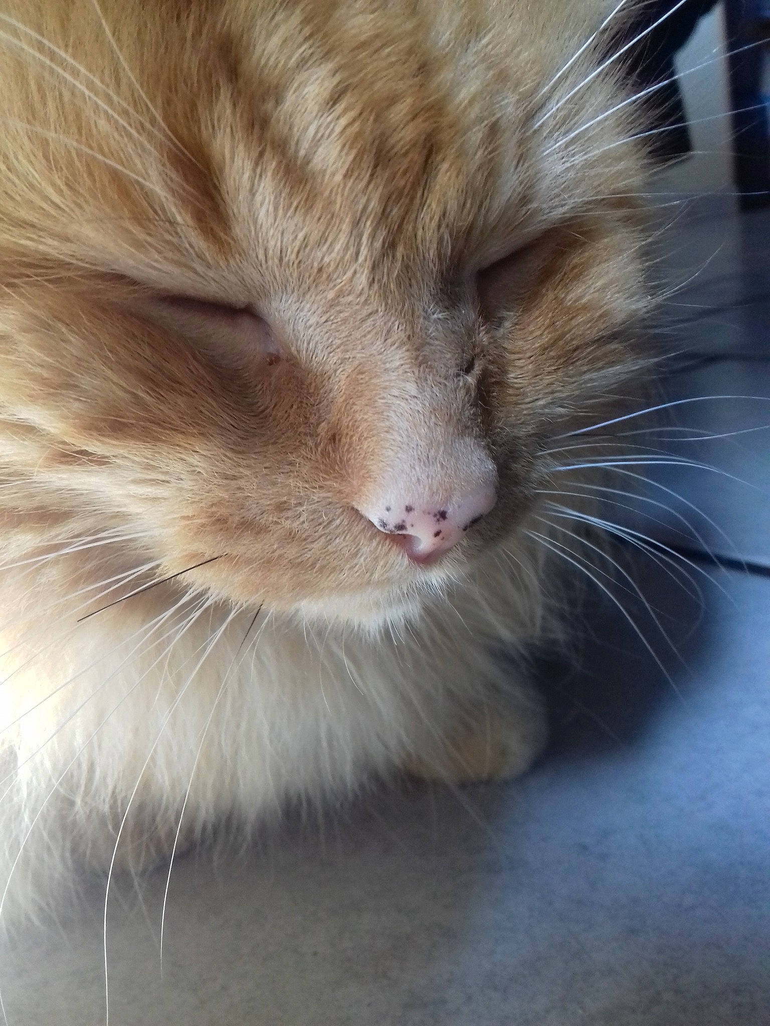 Plumme participe au concours pour gagner de l'argent avec cette photo : carnivore, cat, close_up, domestic_long_haired_cat, fawn, felidae, fur, norwegian_forest_cat, nose, ragdoll, small_to_medium_sized_cats, snout, whiskers