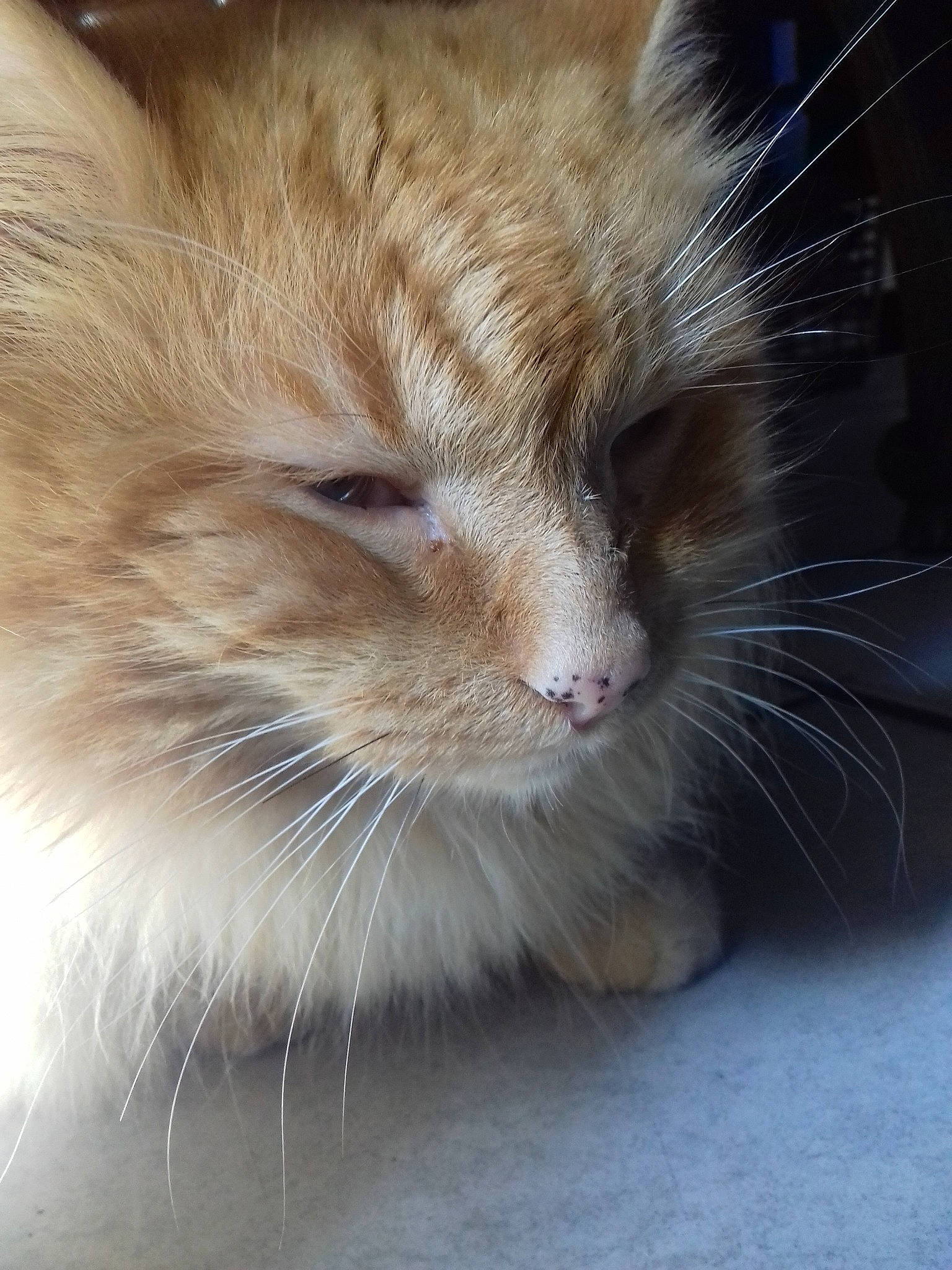 Plumme a rejoint le concours — aidez-le/la à gagner de superbes lots ! british_semi_longhair, carnivore, cat, close_up, domestic_long_haired_cat, fawn, felidae, fur, mammal, norwegian_forest_cat, nose, ragamuffin, small_to_medium_sized_cats, snout, whiskers