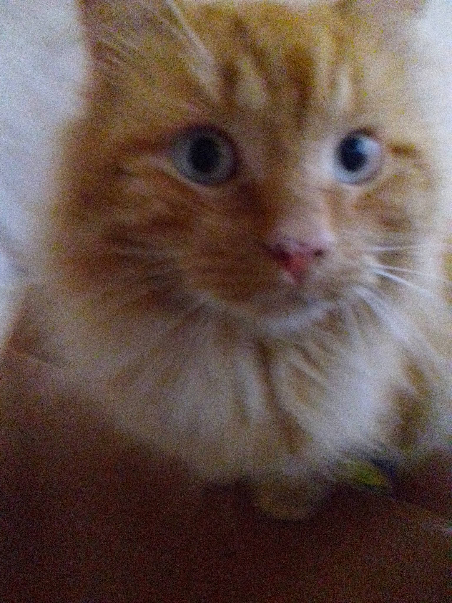 Plumme participe au concours pour gagner de l'argent avec cette photo : british_semi_longhair, carnivore, cat, domestic_long_haired_cat, eye, felidae, iris, kitten, mammal, napoleon_cat, norwegian_forest_cat, nose, persian, ragamuffin, ragdoll, skin, small_to_medium_sized_cats, snout, vertebrate, whiskers