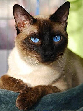 Sunset Shimmer participe au concours pour gagner de l'argent avec cette photo : asian, balinese, birman, burmese, carnivore, cat, colorpoint_shorthair, eye, felidae, german_rex, javanese, mammal, ojos_azules, siamese, small_to_medium_sized_cats, snout, thai, tonkinese, vertebrate, whiskers