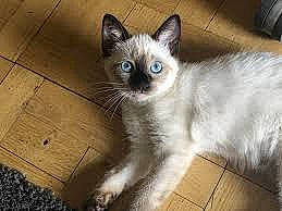 Sunset Shimmer participe au concours pour gagner de l'argent avec cette photo : balinese, birman, carnivore, cat, eye, felidae, himalayan, iris, javanese, kitten, mammal, ojos_azules, ragdoll, siamese, small_to_medium_sized_cats, snowshoe, thai, tonkinese, vertebrate, whiskers