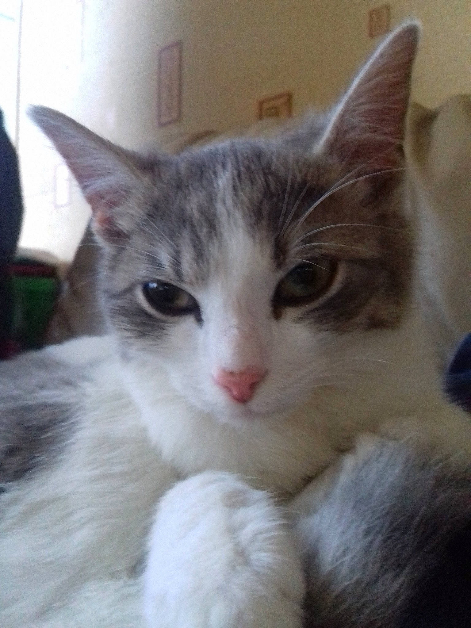 Mario participe au concours pour gagner de l'argent avec cette photo : aegean_cat, american_wirehair, asian, carnivore, cat, domestic_long_haired_cat, domestic_short_haired_cat, european_shorthair, felidae, kitten, mammal, norwegian_forest_cat, ojos_azules, polydactyl_cat, small_to_medium_sized_cats, turkish_angora, turkish_van, vertebrate, whiskers