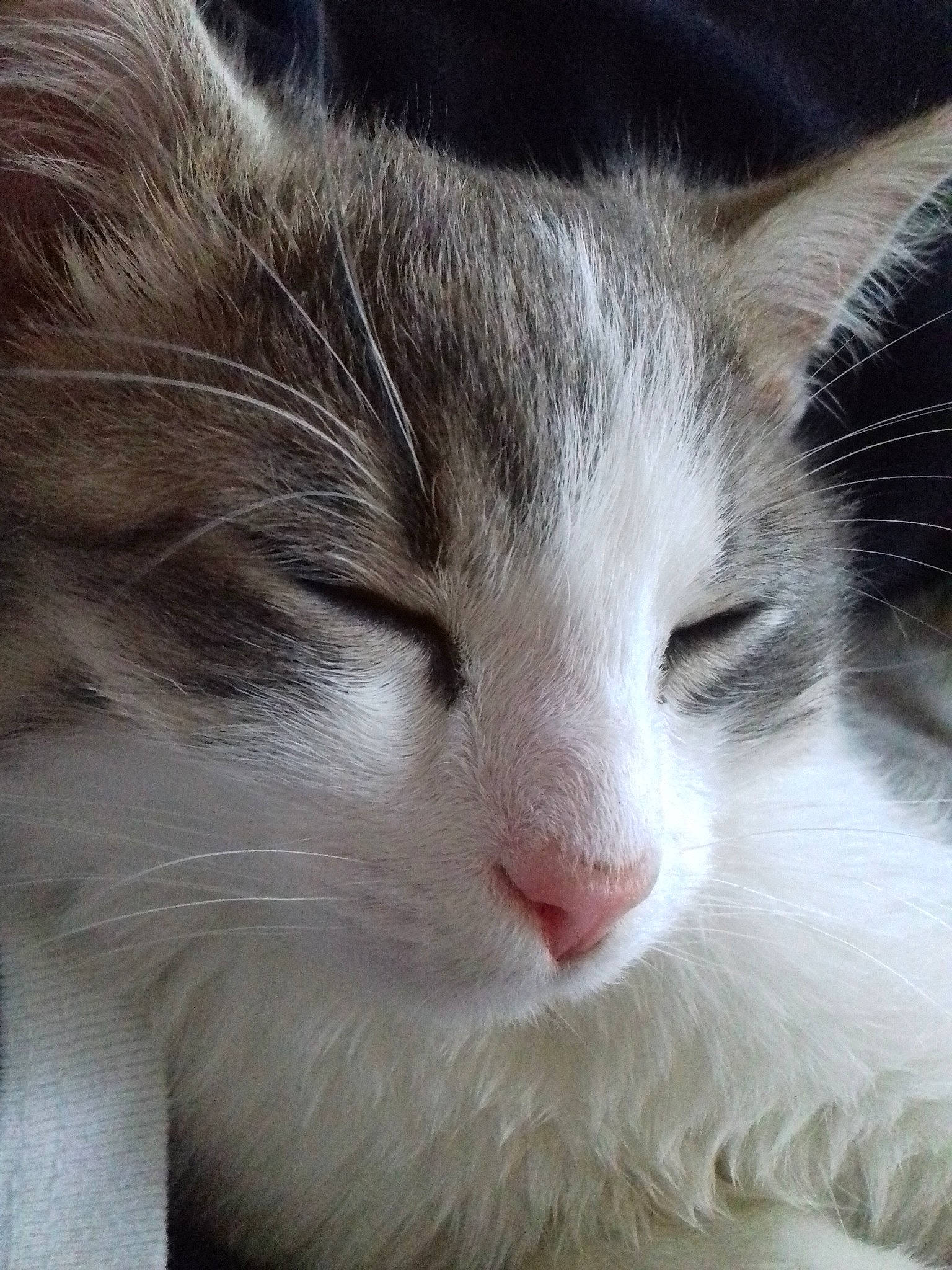 Mario a rejoint le concours — aidez-le/la à gagner de superbes lots ! aegean_cat, british_semi_longhair, carnivore, cat, close_up, domestic_long_haired_cat, eye, felidae, fur, mammal, norwegian_forest_cat, nose, ragamuffin, ragdoll, siberian, small_to_medium_sized_cats, snout, whiskers