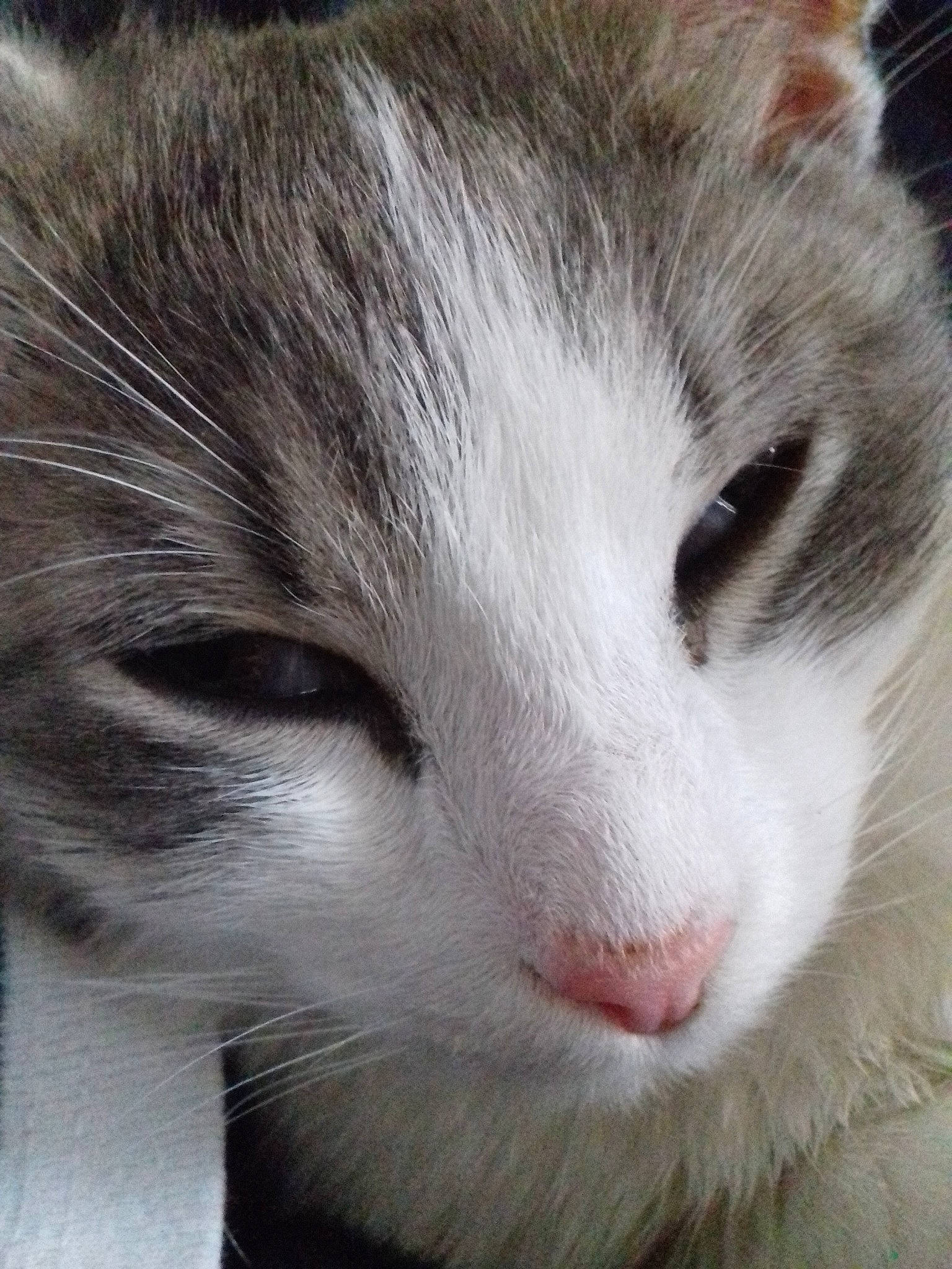 Mario a rejoint le concours — aidez-le/la à gagner de superbes lots ! aegean_cat, american_curl, carnivore, cat, close_up, domestic_short_haired_cat, ear, european_shorthair, eye, felidae, fur, kitten, mammal, norwegian_forest_cat, nose, siberian, skin, small_to_medium_sized_cats, snout, whiskers