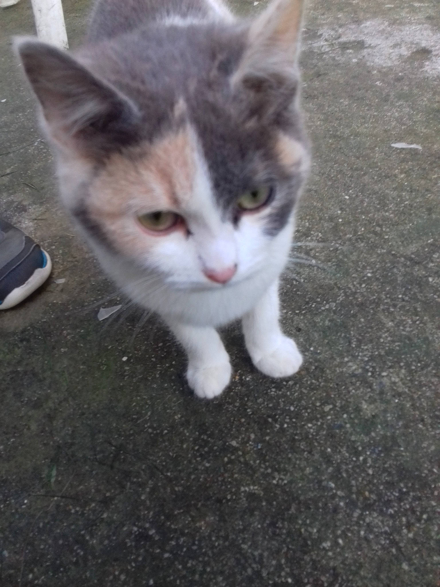 Latios participe au concours pour gagner de l'argent avec cette photo : aegean_cat, american_wirehair, carnivore, cat, domestic_short_haired_cat, european_shorthair, eye, fawn, felidae, kitten, mammal, ojos_azules, polydactyl_cat, small_to_medium_sized_cats, tabby_cat, tail, whiskers