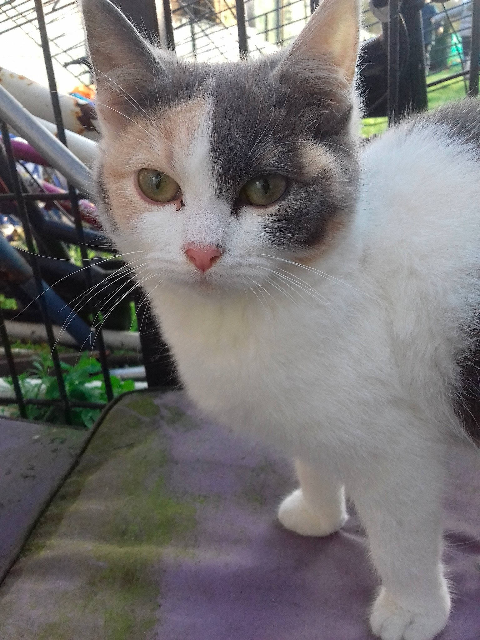 Latios participe au concours pour gagner de l'argent avec cette photo : aegean_cat, american_wirehair, carnivore, cat, domestic_long_haired_cat, domestic_short_haired_cat, european_shorthair, felidae, japanese_bobtail, kitten, mammal, norwegian_forest_cat, polydactyl_cat, small_to_medium_sized_cats, tail, turkish_angora, turkish_van, whiskers