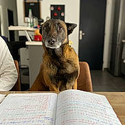 Nina a rejoint le concours — aidez-le/la à gagner de superbes lots ! animal, brown_dog, chair, cupboard, curious, dog, door, furniture, handwriting, home, indoor, kitchen, notebook, notes, person_partial, pet, seated, study, table, writing