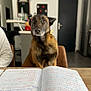 animal, brown_dog, chair, cupboard, curious, dog, door, furniture, handwriting, home, indoor, kitchen, notebook, notes, person_partial, pet, seated, study, table, writing